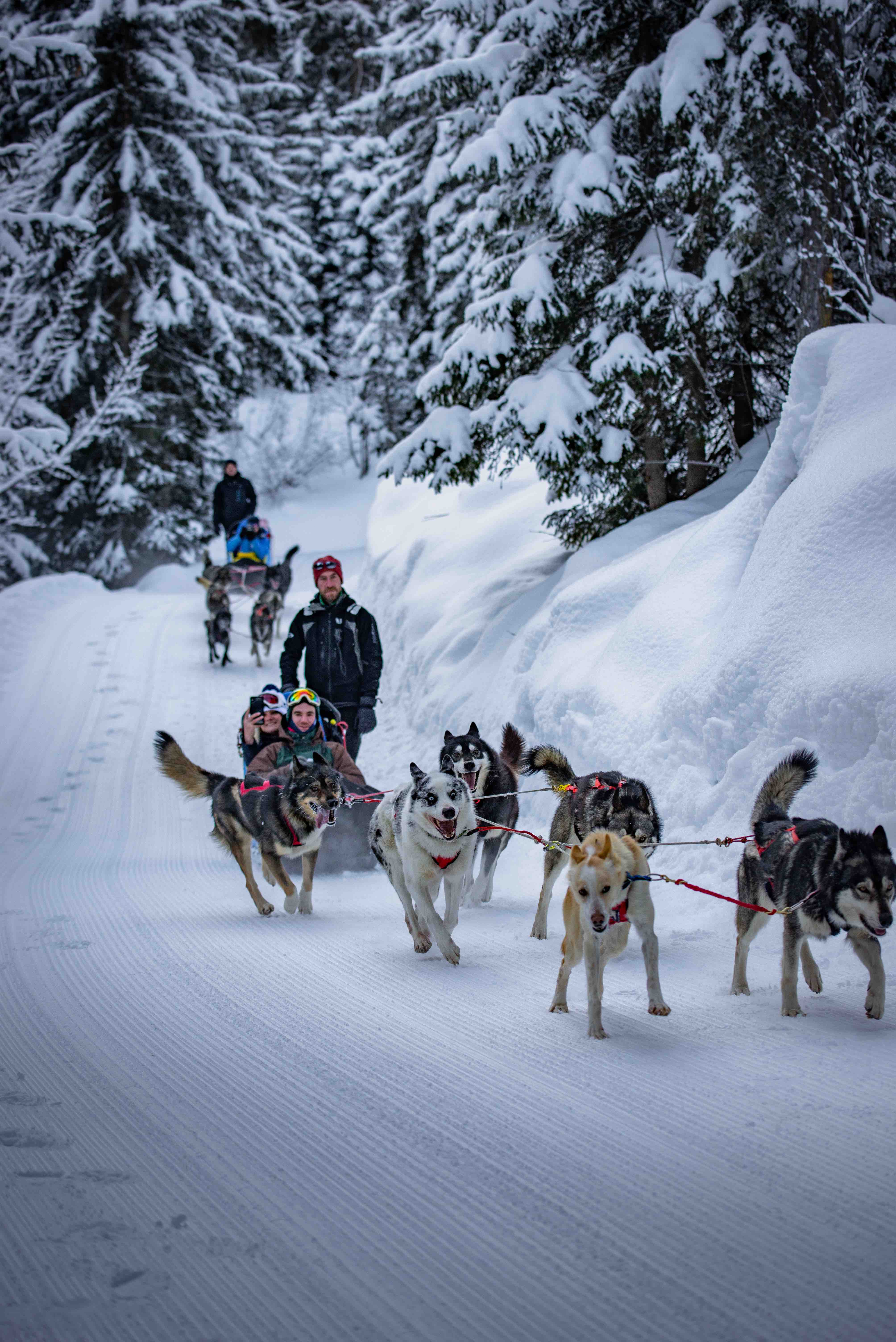 Sled dog ride